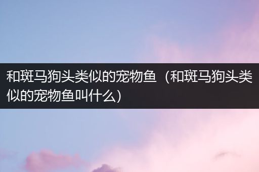 和斑马狗头类似的宠物鱼（和斑马狗头类似的宠物鱼叫什么）