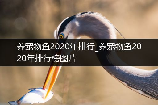 养宠物鱼2020年排行_养宠物鱼2020年排行榜图片