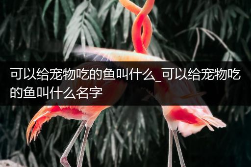 可以给宠物吃的鱼叫什么_可以给宠物吃的鱼叫什么名字