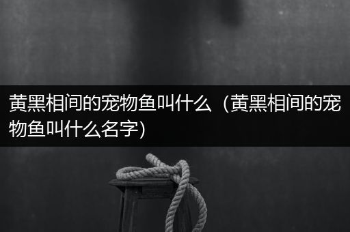 黄黑相间的宠物鱼叫什么（黄黑相间的宠物鱼叫什么名字）