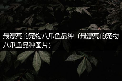 最漂亮的宠物八爪鱼品种（最漂亮的宠物八爪鱼品种图片）