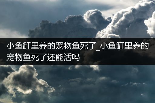 小鱼缸里养的宠物鱼死了_小鱼缸里养的宠物鱼死了还能活吗