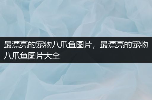 最漂亮的宠物八爪鱼图片，最漂亮的宠物八爪鱼图片大全