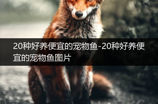 20种好养便宜的宠物鱼-20种好养便宜的宠物鱼图片